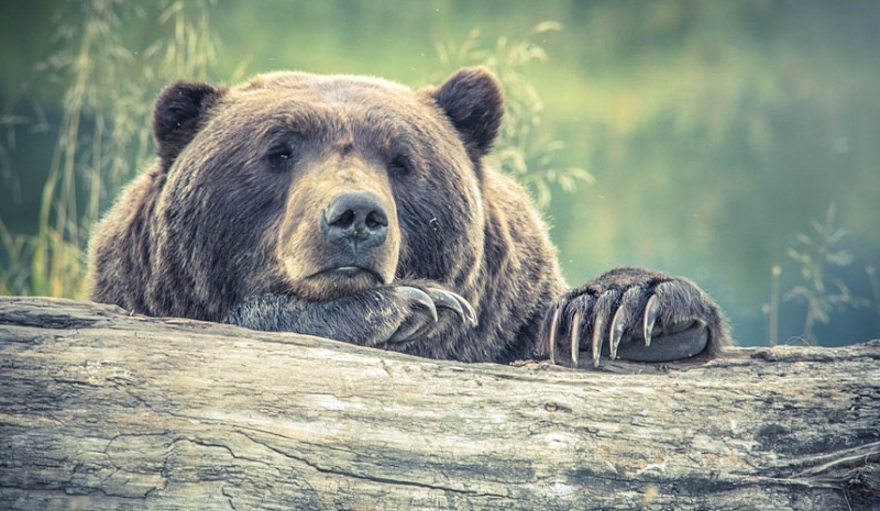 Природный парк Ергаки предупредил о нападениях медведей