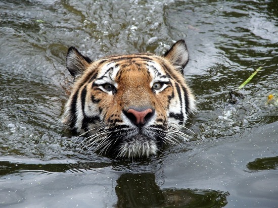 Названы знаки зодиака, которых Водяной Тигр подведет под венец в 2022 году