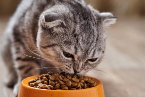 Корм Farmina для котов: полезные рекомендации для выбора лучшей пищи для вашего питомца