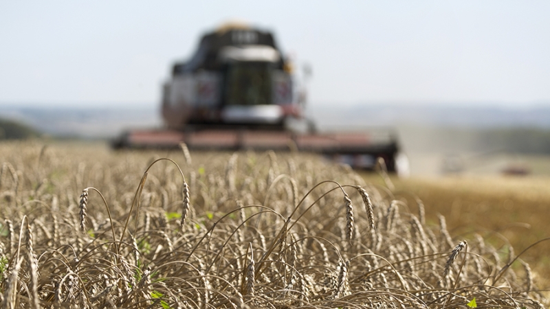 Экономист рассказал о последствиях для ЕС из-за запретительных пошлин на зерно РФ