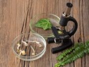 От котла до аптечки: «ведьмины травы» стали основой современных лекарств