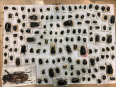 Выяснилось предназначение экзотических жуков, изъятых на московской таможне