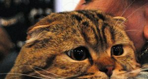 12 февраля: какой сегодня праздник