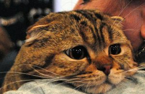 12 февраля: какой сегодня праздник