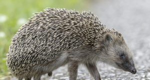 Автомобили могут получить ультразвуковые системы защиты ежей