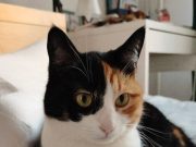 Как правильно извиниться перед котом