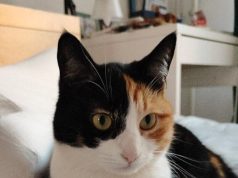 Как правильно извиниться перед котом