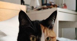 Как правильно извиниться перед котом