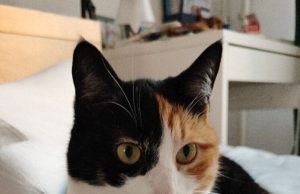 Как правильно извиниться перед котом