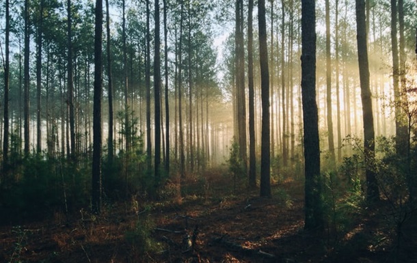 В Украине планируют выращивать  промышленный  лес