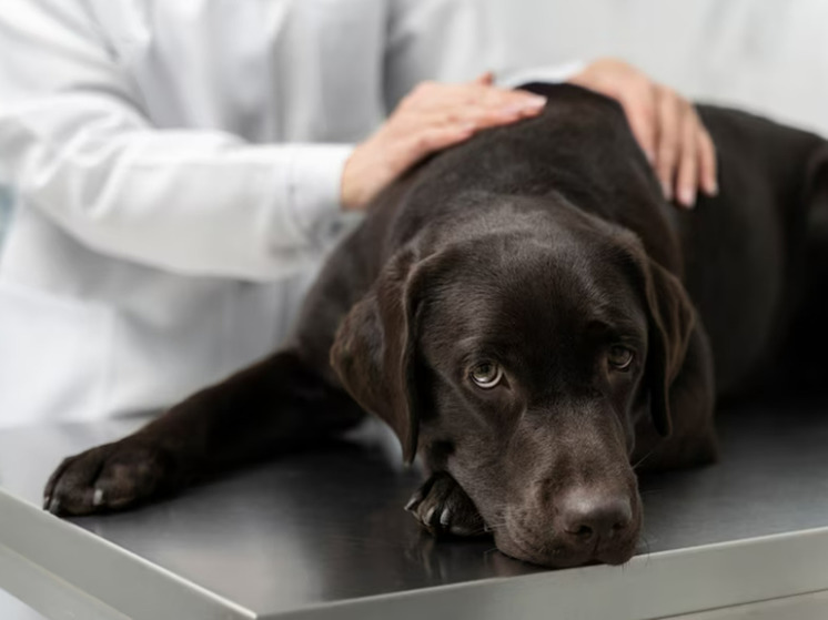 Ветеринар объяснила, что делать, если догхантеры отравили собаку